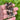 Petrified Wood Bracelet