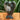 Angel - African Bloodstone