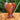 Angel - Carnelian