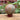 Cherry Creek Jasper Spheres