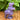 Lepidolite Dinosaurs
