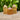 Honey Calcite Points