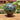 Ruby Zoisite Spheres - Various