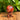 Carnelian Spheres